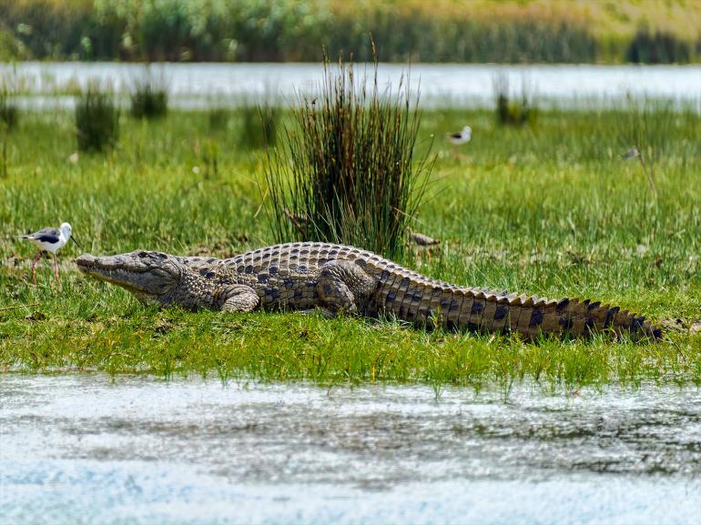 NILE CROCODILE 